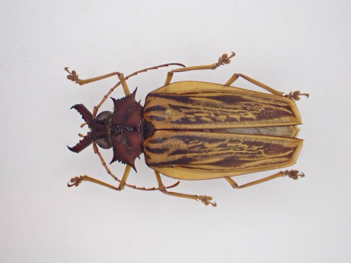 昆虫標本 ウスリーオオキバウスバカミキリ Callipogon relictusの落札