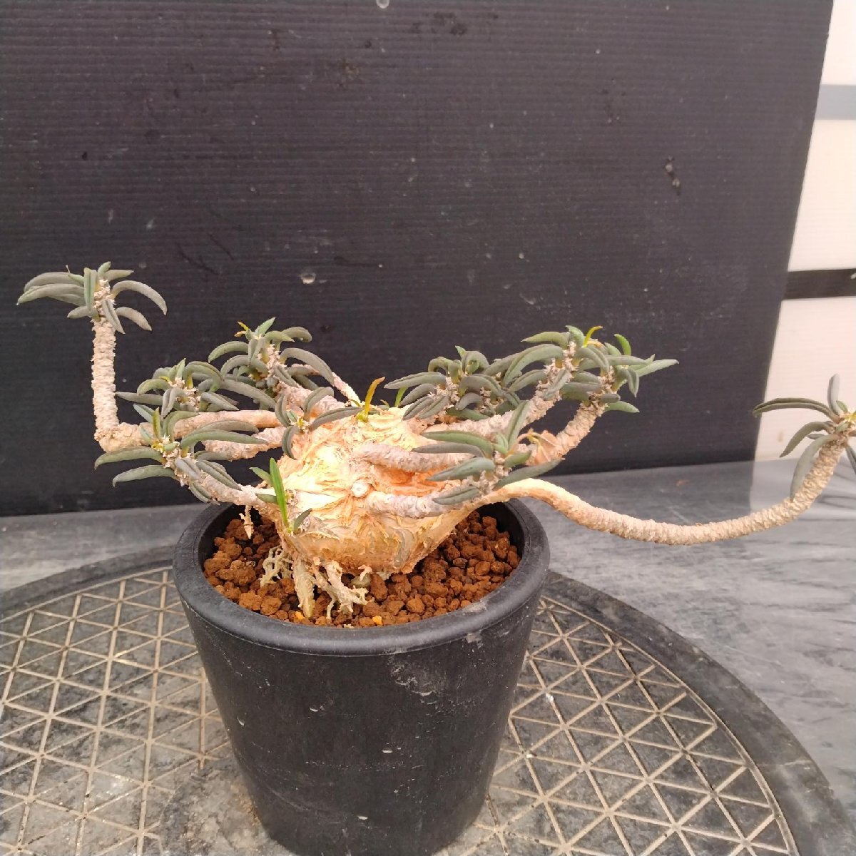 栽培品】ユーフォルビア・キリンドリフォリア ツベリフェラ(Euphorbia