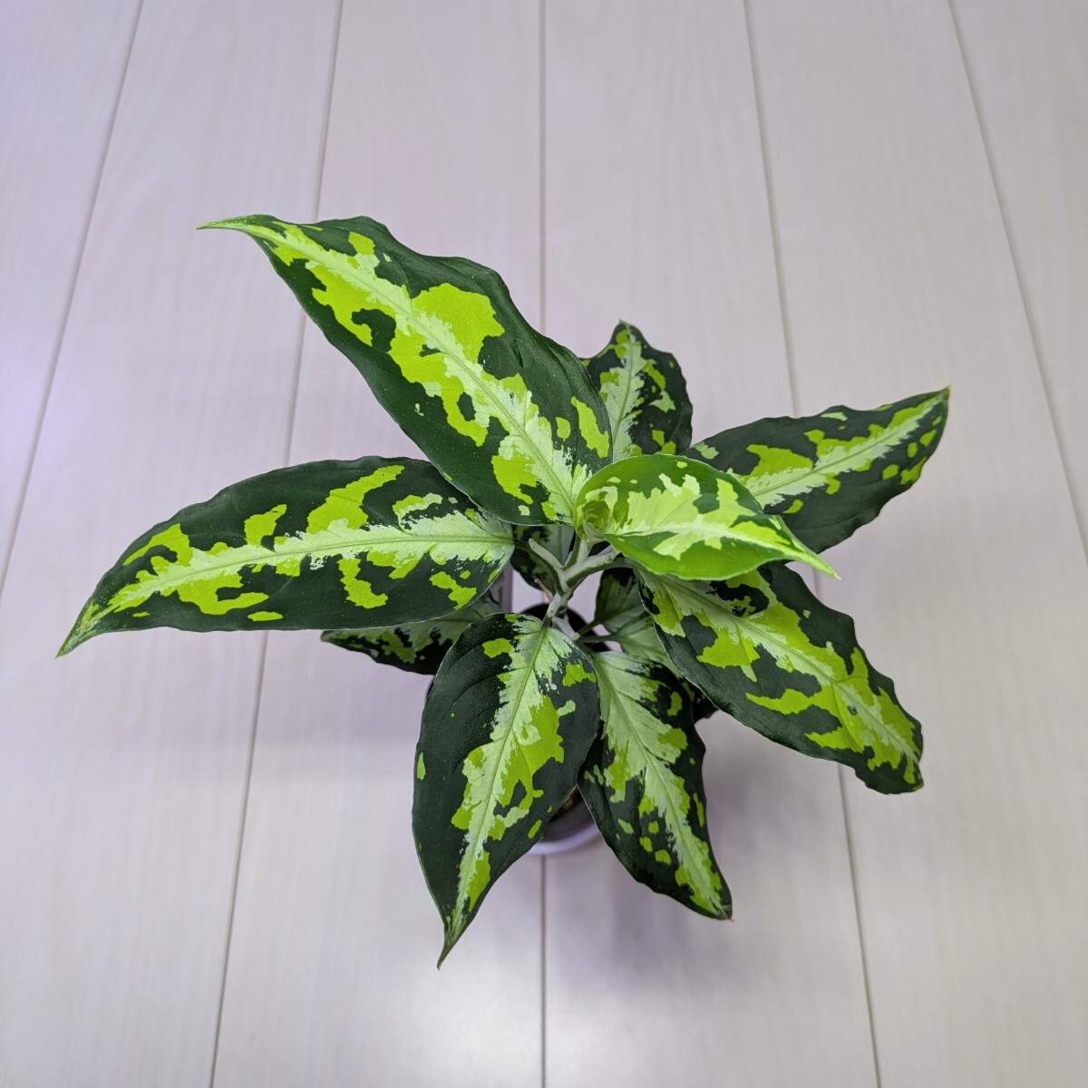 良株】アグラオネマ ニルヴァーシュ AZ便 Aglaonema pictum 