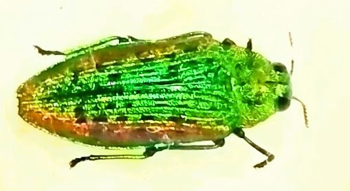 ○○ハビロキンヘリタマムシ1ex. 長野県 川上村 野外採集品2 昆虫 甲虫