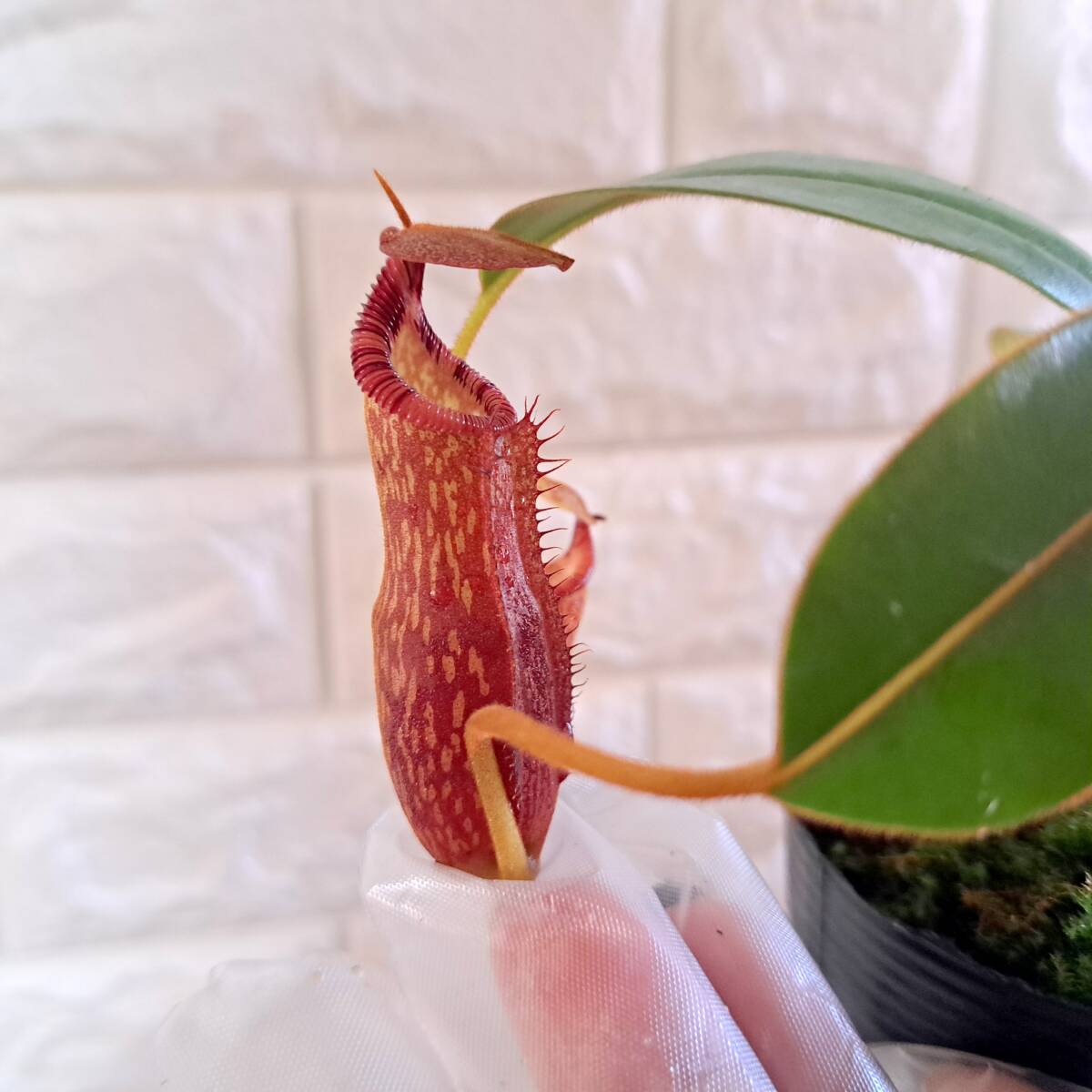 やや傷や汚れあり】Nepenthes edwardsiana 食虫植物 ウツボカズラ