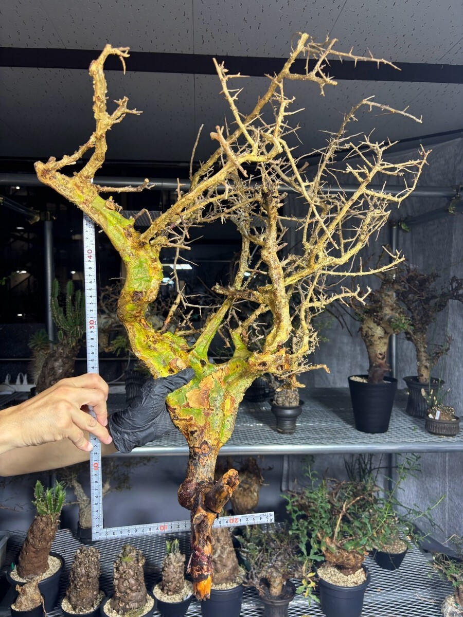 新品】【現品】トリスリナックス カンペストリス Trithrinax