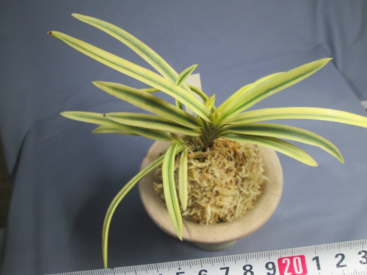 新品】長生蘭＜金牡丹＞古典植物、セッコク、富貴蘭、斑入り、花、山