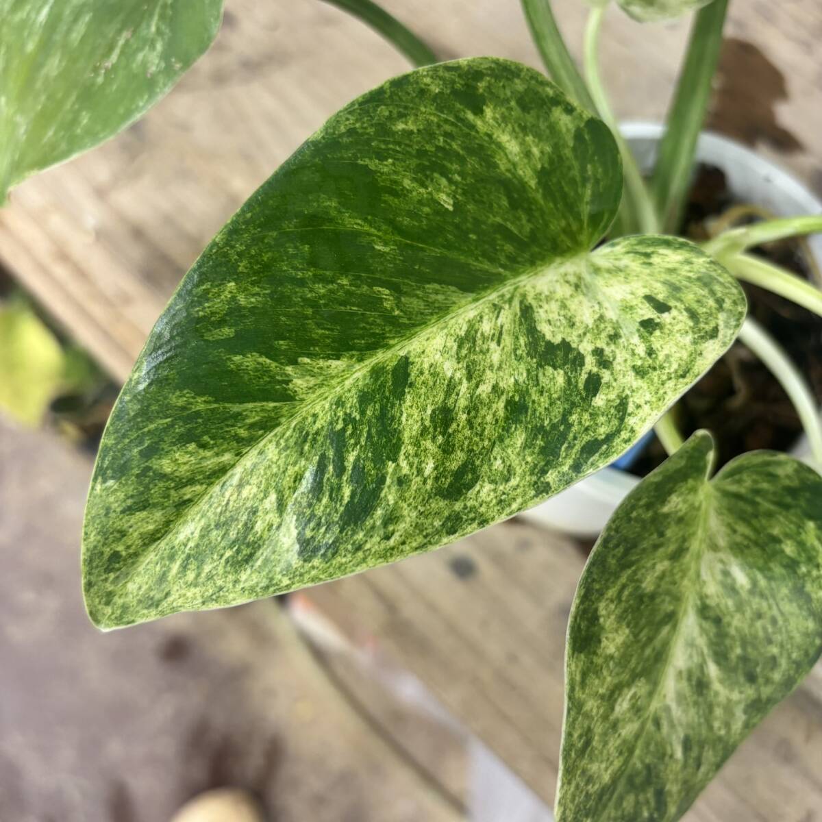新品】フィロデンドロン・ギガンチウム Philodendron giganteumの落札