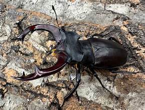 昆虫標本 珍品! ポルトガル産 ヨーロッパミヤマクワガタ の落札情報