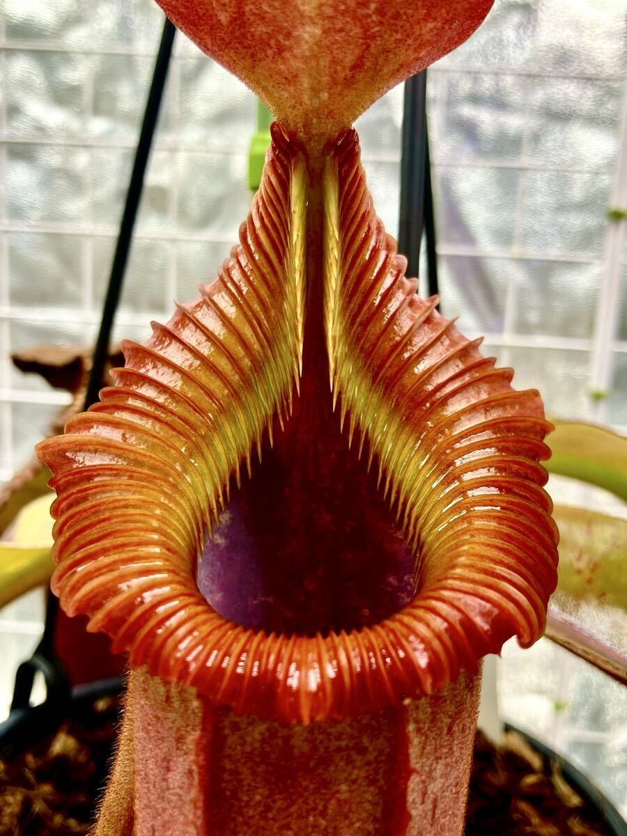 N.veitchii bario Y's 4号【食虫植物 ネペンテス】HIPS 13-03914の落札