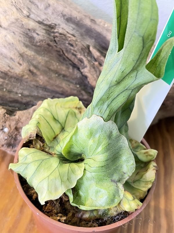 ビカクシダ (586),Platycerium wandae 'Dwarf & Curling'プラチセ