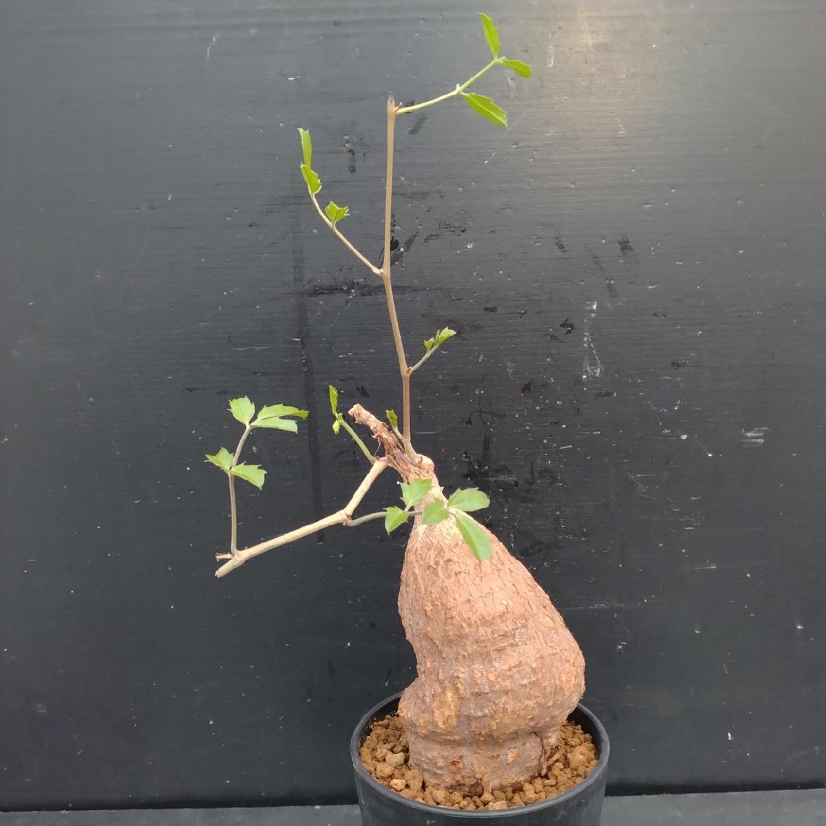 キフォステンマ エレファントプス Cyphostemma elephantopus 大株の