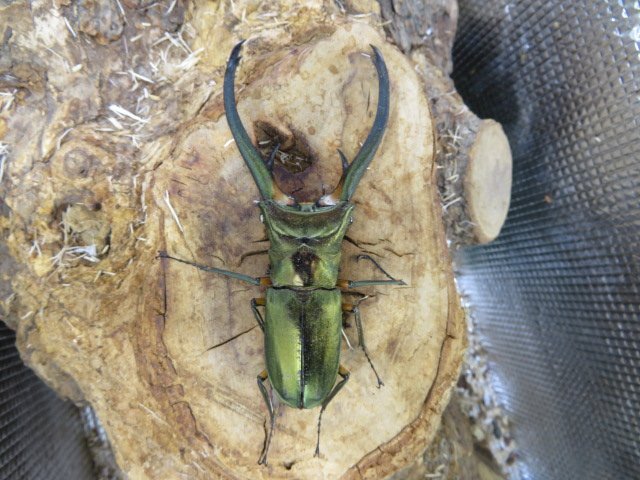 展足済】エラフスホソアカクワガタ 94㎜【標本】の落札情報詳細