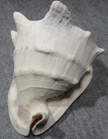 貝　インテリア 唐冠貝 トウカムリガイ 巻貝 トウカムリガイの貝殻・インドネシア産・お土産・唐冠貝・千年貝・巻貝