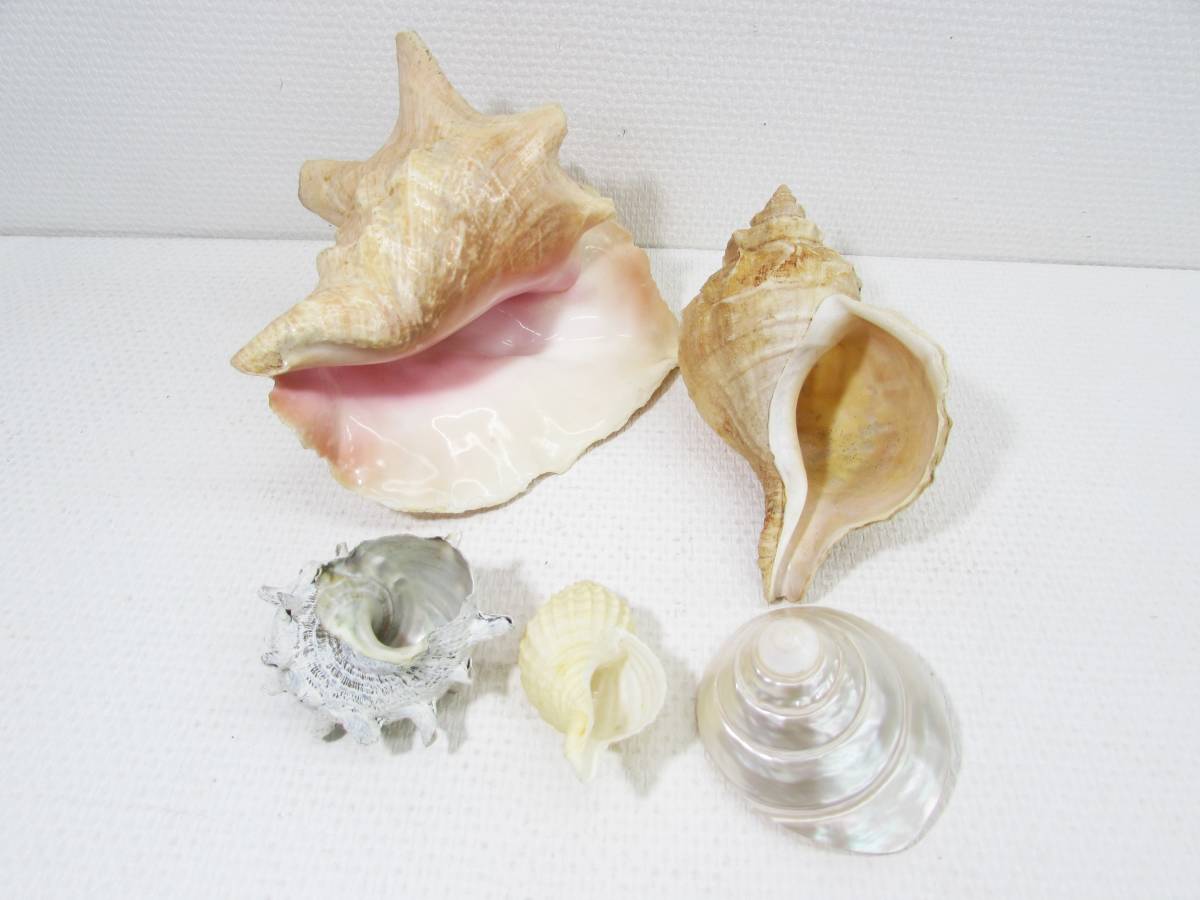 貝 貝殻 シェル インテリア 小物 雑貨 オブジェ 置物 飾り物 ディスプレイ 5点おまとめ の落札情報詳細 ヤフオク落札価格情報 オークフリー スマートフォン版