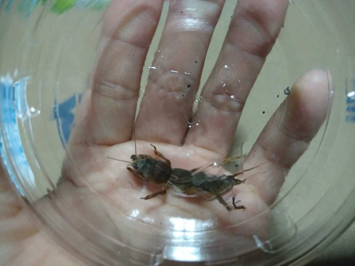 新品 即決 宮崎県産 オケラ 1匹 おけら 螻蛄 自由研究 飼育 理科 の落札情報詳細 ヤフオク落札価格情報 オークフリー スマートフォン版