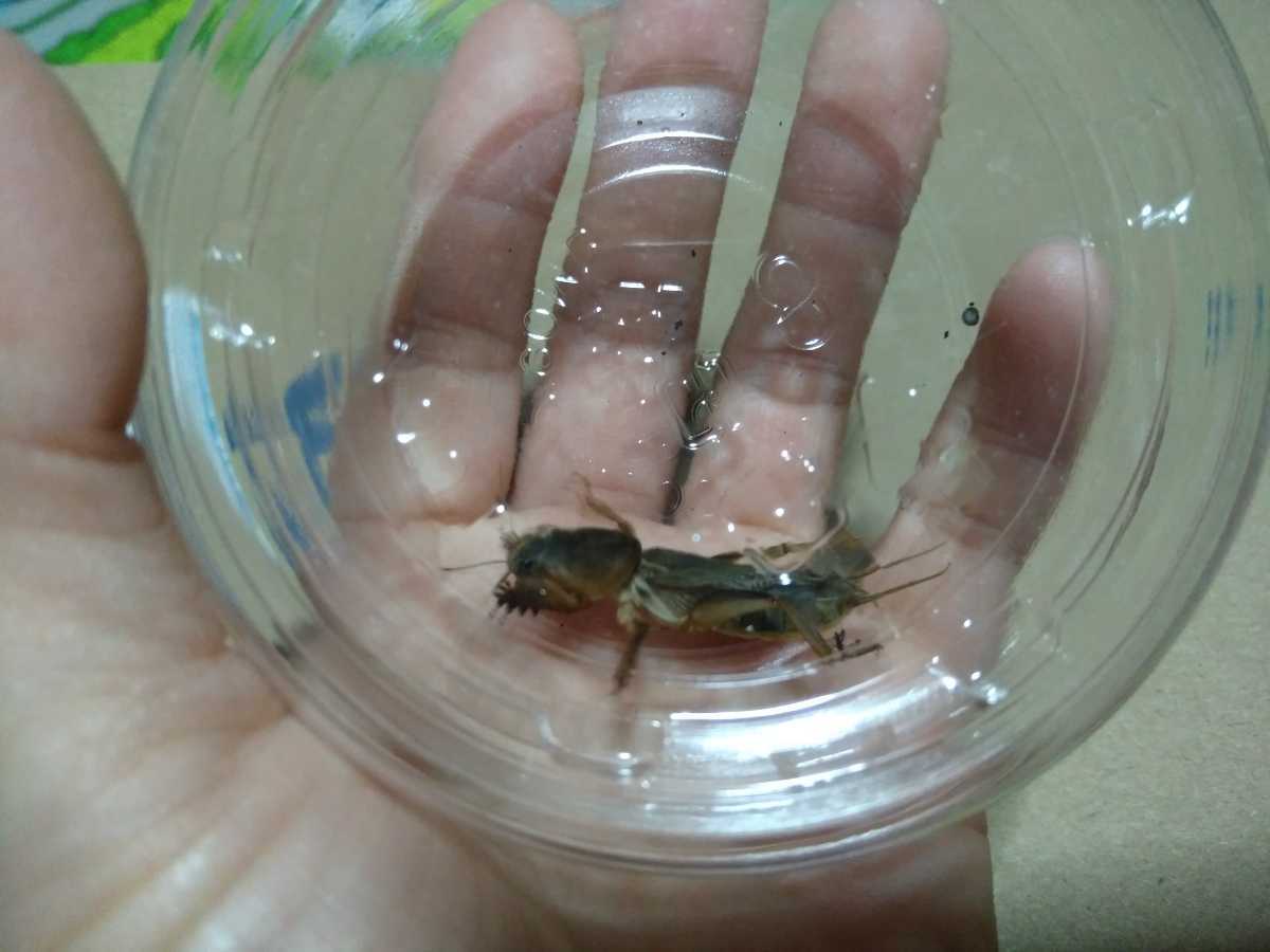 新品 即決 宮崎県産 オケラ 1匹 おけら 螻蛄 自由研究 飼育 理科 の落札情報詳細 ヤフオク落札価格情報 オークフリー スマートフォン版