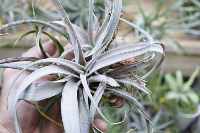 新品】巨大種 Tillandsia Chiapensis Gigantesco チランジア