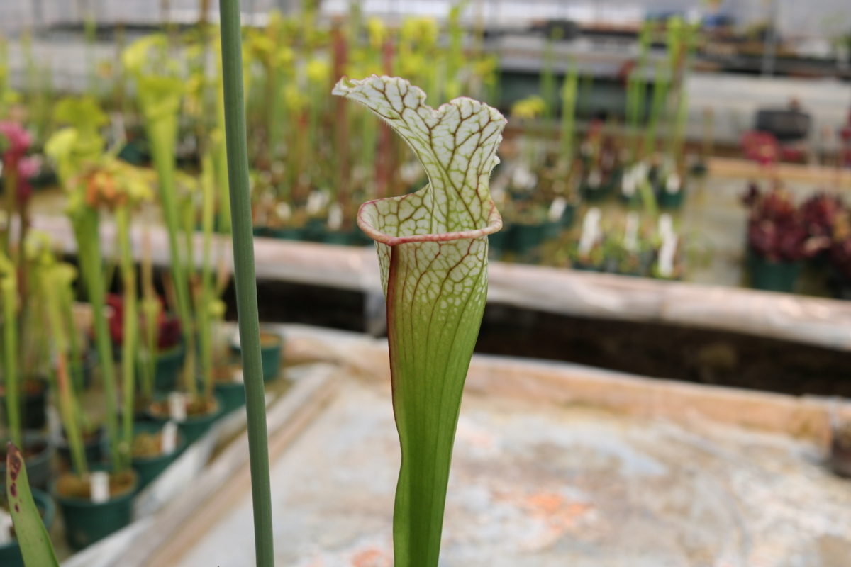 S Flava Ck 2号hips 13 All Clone Some 上品 All