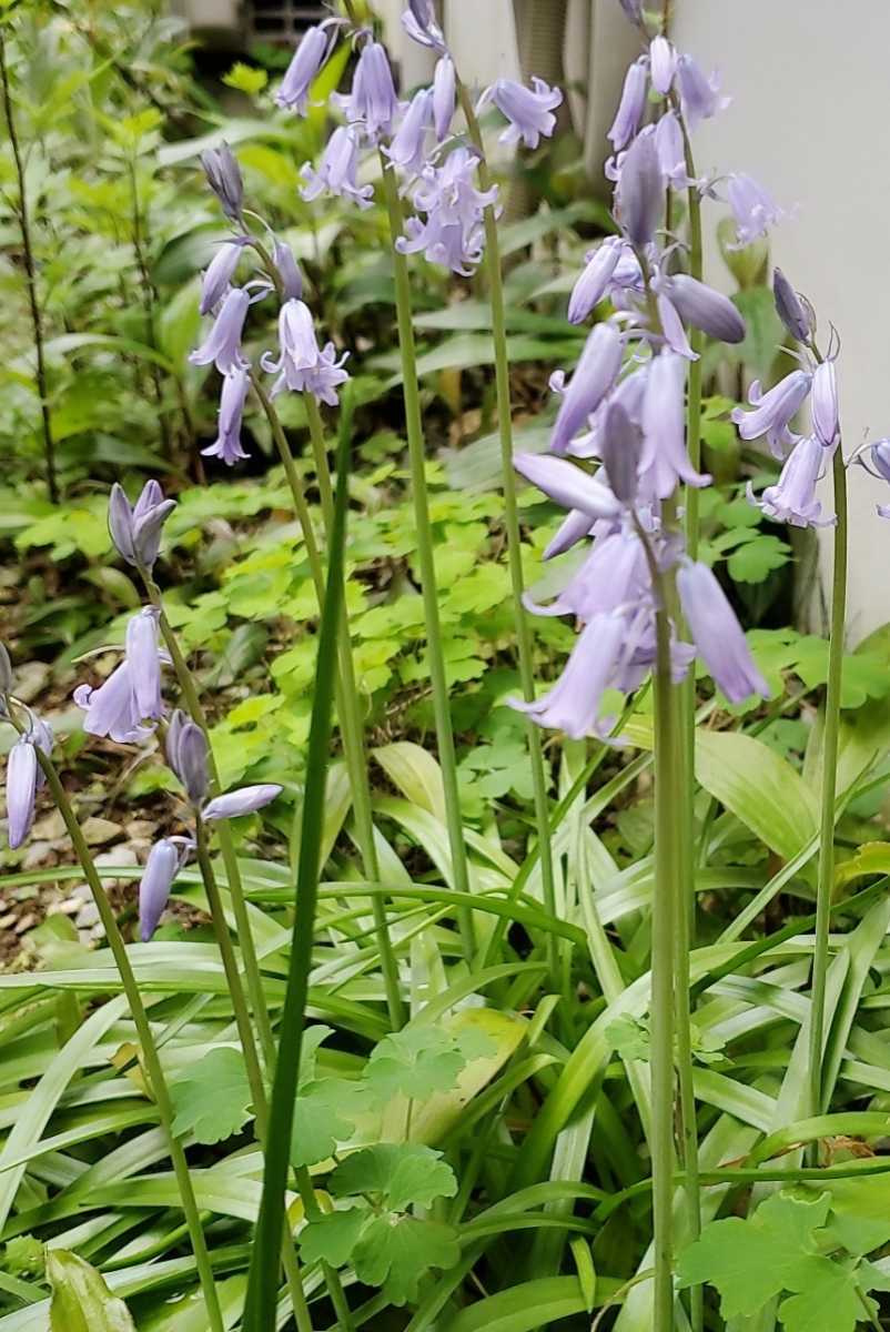 新品 シラー ノンスクリプタ イングリッシュ ブルーベル 球根 大 9個 山野草 の落札情報詳細 ヤフオク落札価格情報 オークフリー