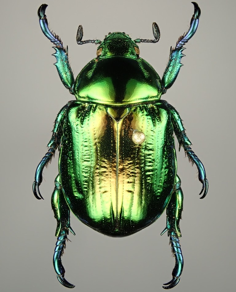 【18mm】Pelidnota sumptuosa プラチナコガネ コガネ標本 18mm】Pelidnota sumptuosa プラチナコガネ コガネ標本 【公式通販】