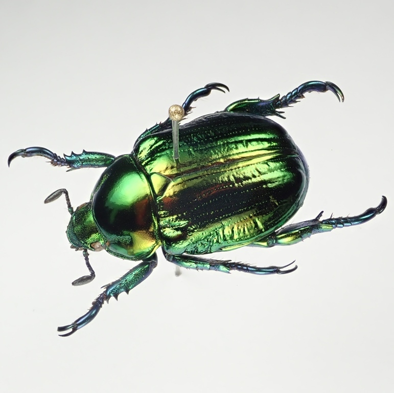 18mm】Pelidnota sumptuosa プラチナコガネ コガネ標本 【公式通販】