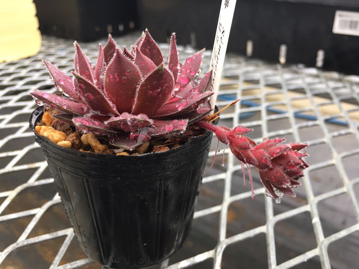 リップスティック センペルビウム 多肉植物 抜き苗
