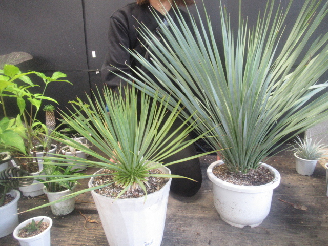 新品 ｋｎ ユッカ イトラン属 ロストラータ 2 1 6ｍ以下 の落札情報詳細 ヤフオク落札価格情報 オークフリー スマートフォン版