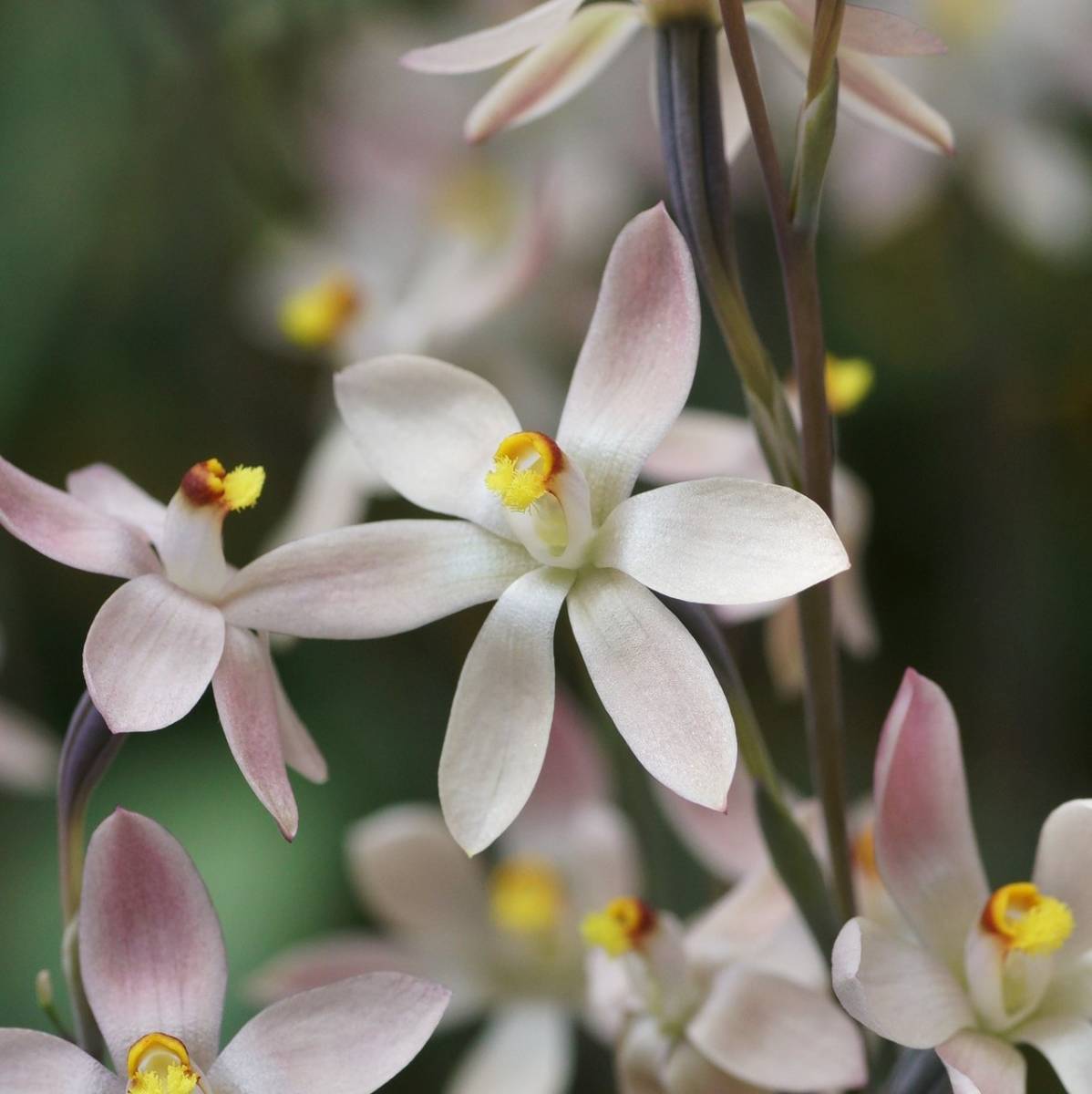 洋蘭 交配種 テリミトラ Thelymitra Spring Delight 球根3球 豪州地生蘭 野生ラン 山野草 デュピタクサ トリケトラ クリスタルリリー芽出し 球根3個 洋蘭・交配