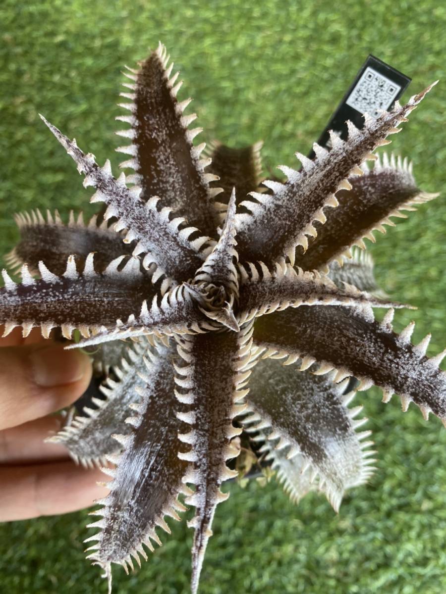 Dyckia 'Bill Paylen' (A)Bill Baker hybrid レア ディッキア