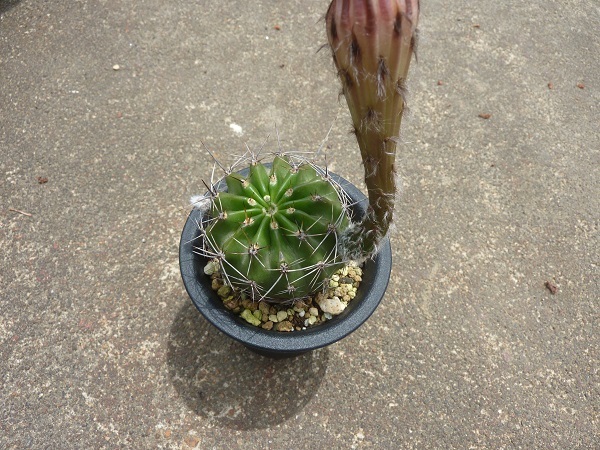 花サボテン 花盛丸 カセイマル 黄色花 開花株 の落札情報詳細 ヤフオク落札価格情報 オークフリー スマートフォン版