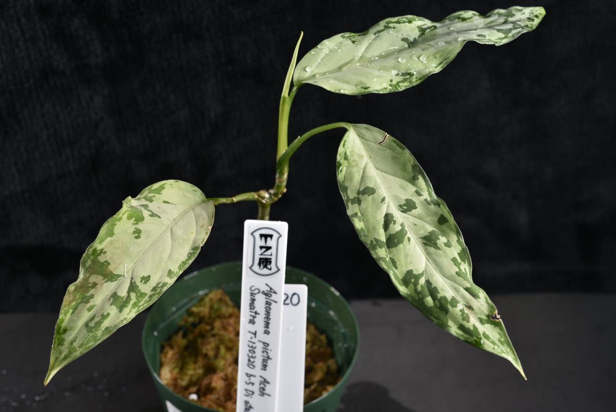 新品】20. Aglaonema pictum Aceh Sumatra T-130320-b-5 Di atas 