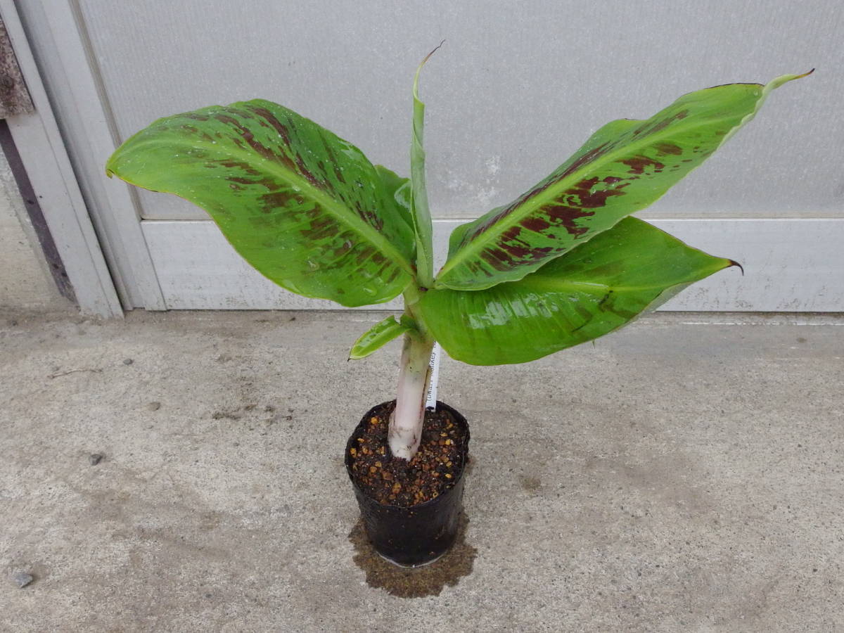 埼玉育ちのドワーフモンキーバナナ ミニバナナの苗 地植で花が咲き実まで 画像あり 去年は玄関の軒下で冬越 送料無料 発送日限定 の落札情報詳細 ヤフオク落札価格情報 オークフリー スマートフォン版