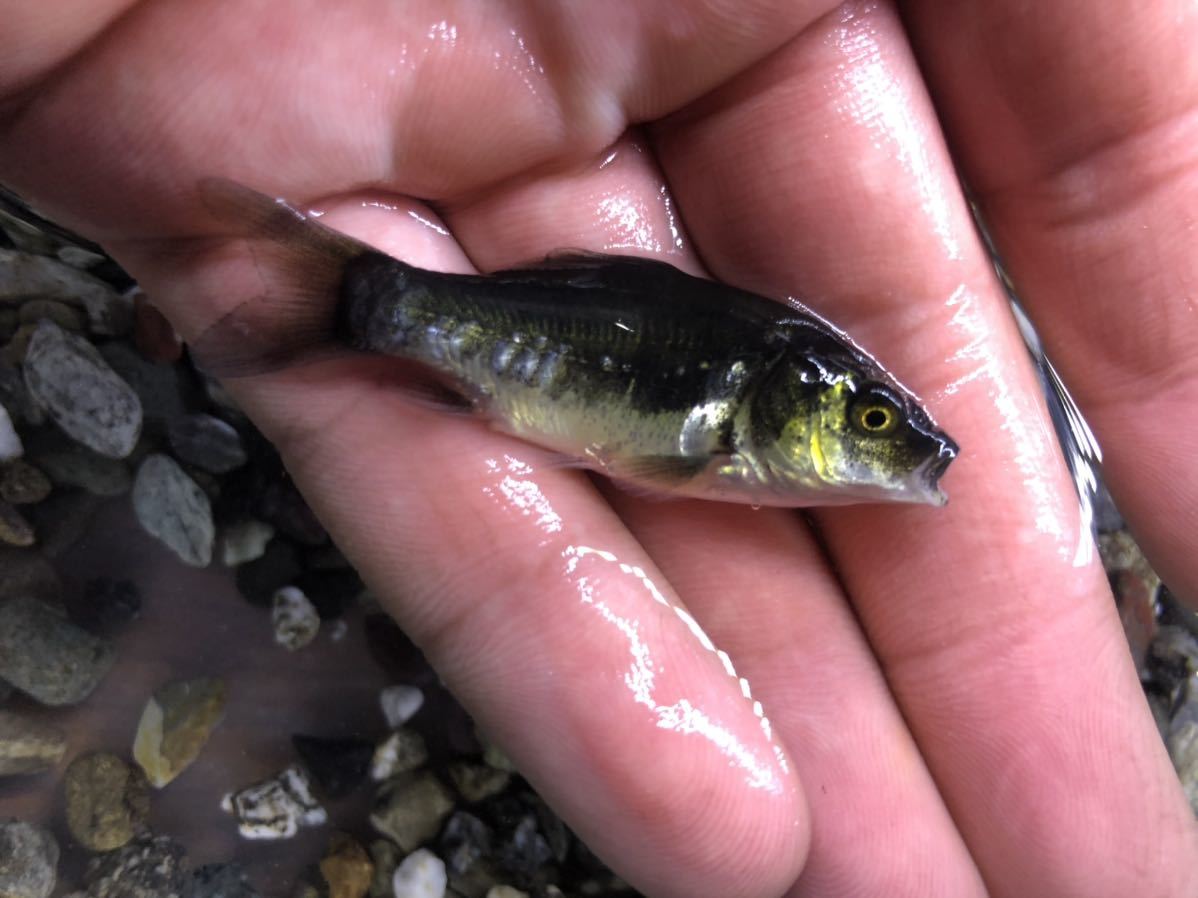 新品 ドイツカラス鯉 ドイツ白写り鯉10匹セット 高級錦鯉 金魚 メダカ の落札情報詳細 ヤフオク落札価格情報 オークフリー スマートフォン版