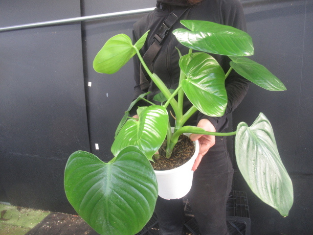 KN フィロデンドロン エレガンス 1.2M以下