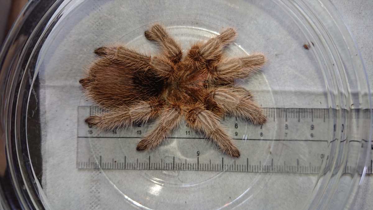 ローズヘアータランチュラ Grammostola Sp North 多分 アダルト タランチュラ バードイーター の落札情報詳細 ヤフオク落札価格情報 オークフリー スマートフォン版