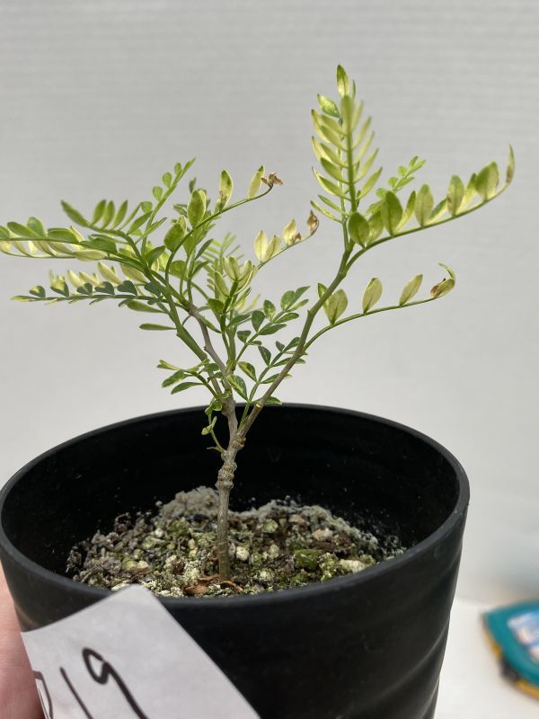 新品】ア19 【塊根植物・実生】オペルクリカリア パキプス 斑入り