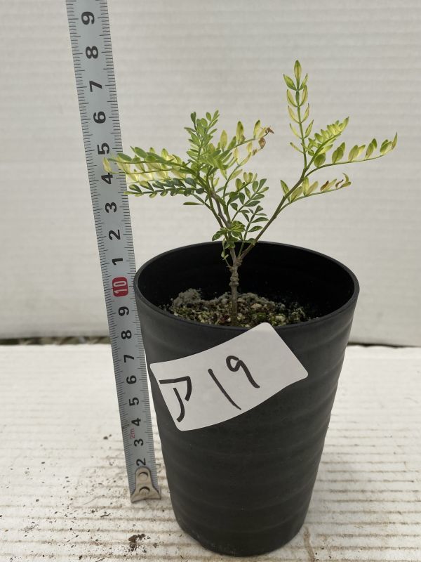 新品】ア19 【塊根植物・実生】オペルクリカリア パキプス 斑入り