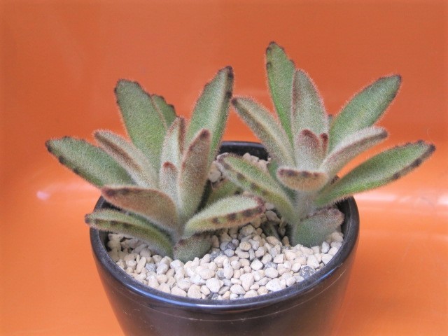 多肉植物 カランコエ 星兎耳 カット苗２本 うさぎシリーズ 寄せ植えにも の落札情報詳細 ヤフオク落札価格情報 オークフリー スマートフォン版