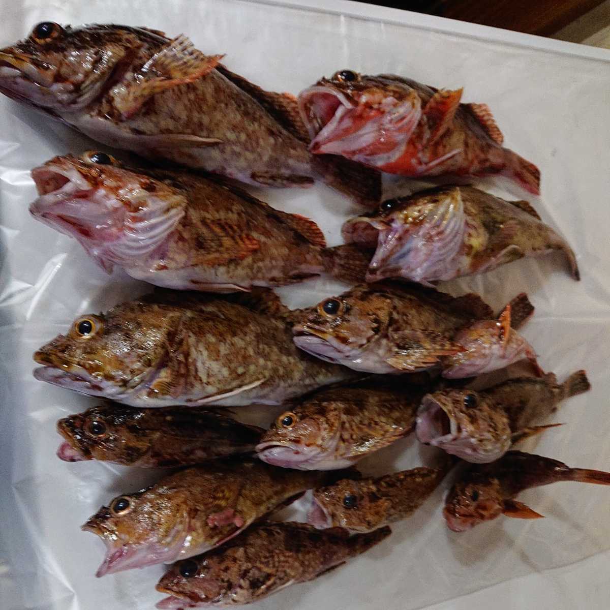 新品 カサゴ アラカブ クエ アラ 対馬産 天然 激安 美味 超目玉 1 7キロセット の落札情報詳細 ヤフオク落札価格情報 オークフリー スマートフォン版 新品 カサゴ アラカブ クエ アラ 対馬産 天然 激安 美味 超目玉 1 7キロセット の落札情報詳細 ヤフオク落札価格情報 オークフリー スマートフォン版