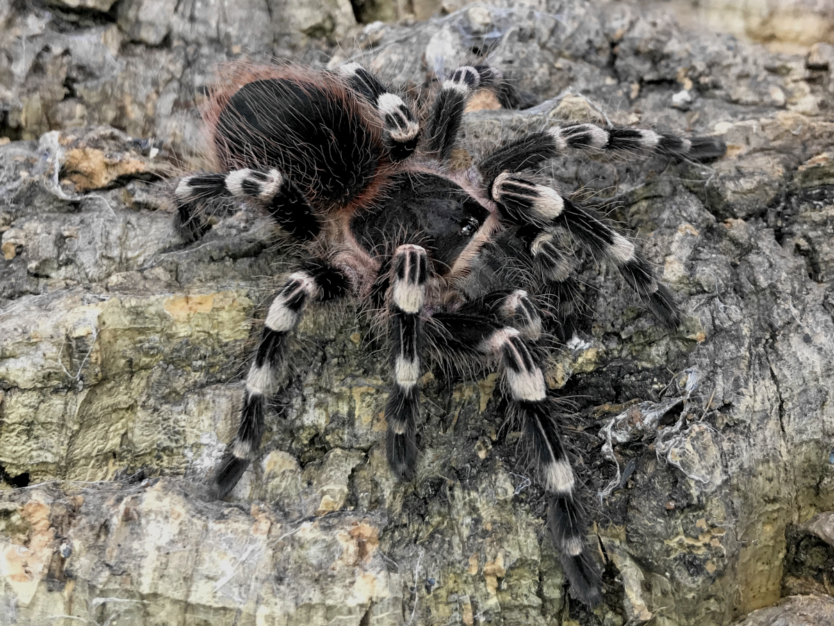 タランチュラ】Acanthoscurria geniculata サンタレムピンクヘアード ...