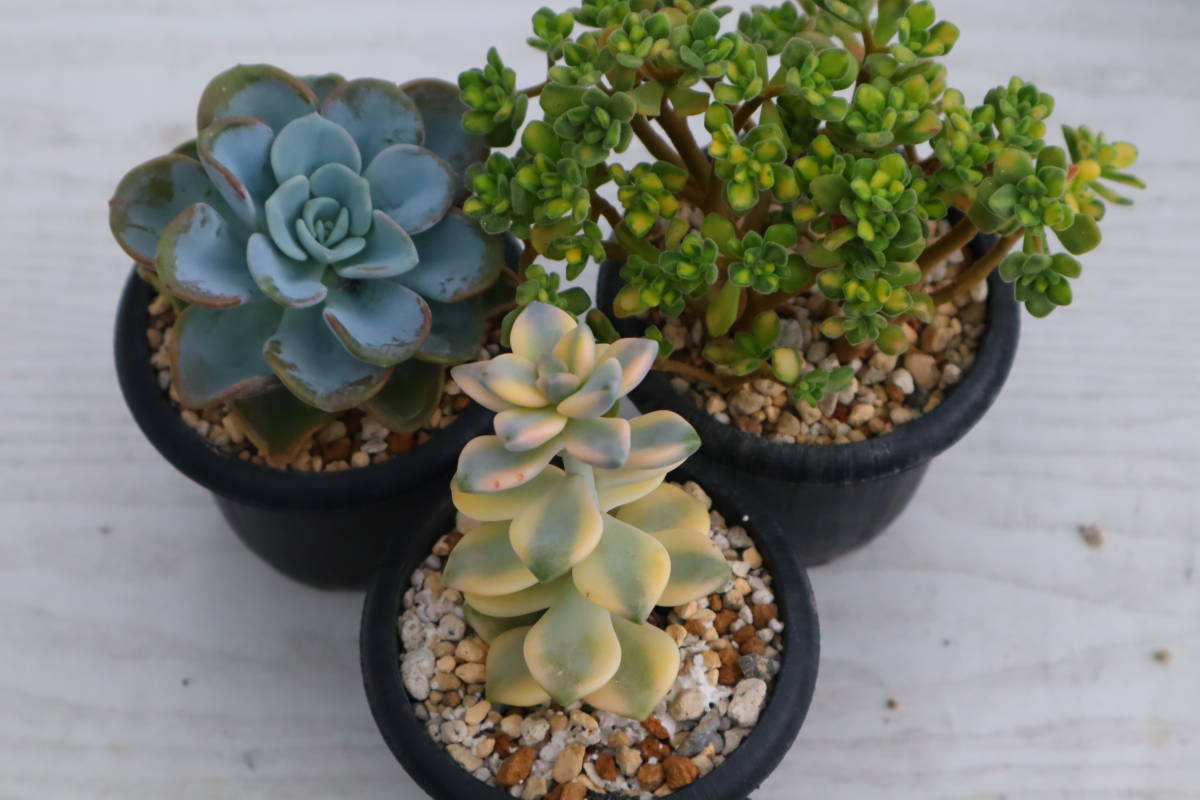 オルペット錦 覆輪 多肉植物 エケベリア・セダム 