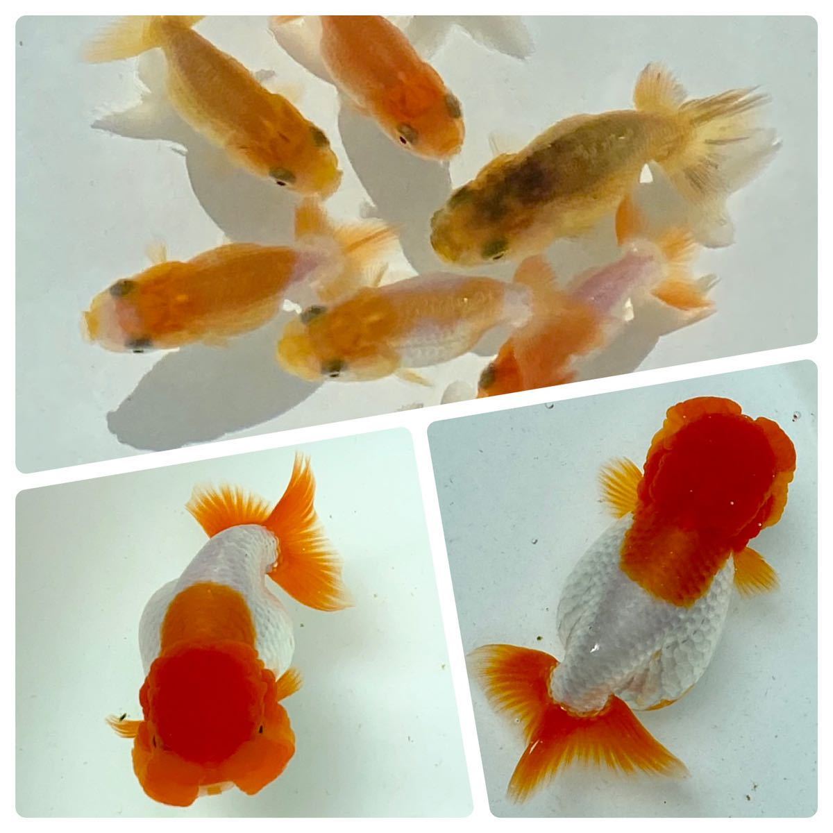 良個体！全て受賞魚の仔 親魚に最適です☆三歳 3 良品 宇野