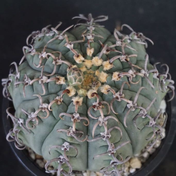 特選]ギムノカリキウム 狂刺バッテリー サボテン 多肉植物
