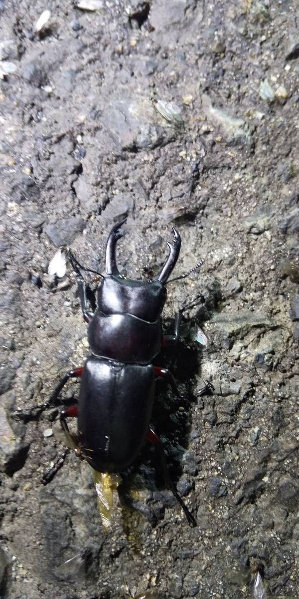 オオクワガタ オオクワガタ47.8㎜ 40.3㎜ペア 天然 ワイルド 採集個体 6月18日