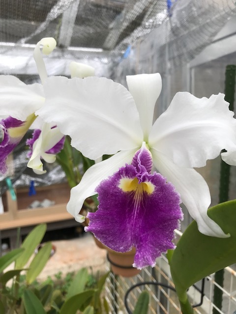 洋蘭原種カトレアC.warscewiczii f.coerulea 'La Floresta' x selfの