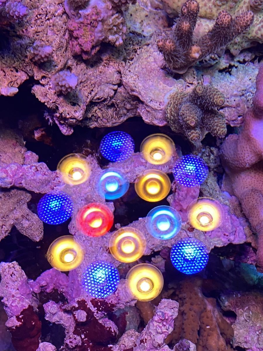 同梱無料 ハイパワースポットled ハナヤサイ ショウガ トゲサンゴのピンク イソギンチャク 魚水槽にもオススメ の落札情報詳細 ヤフオク落札価格情報 オークフリー スマートフォン版