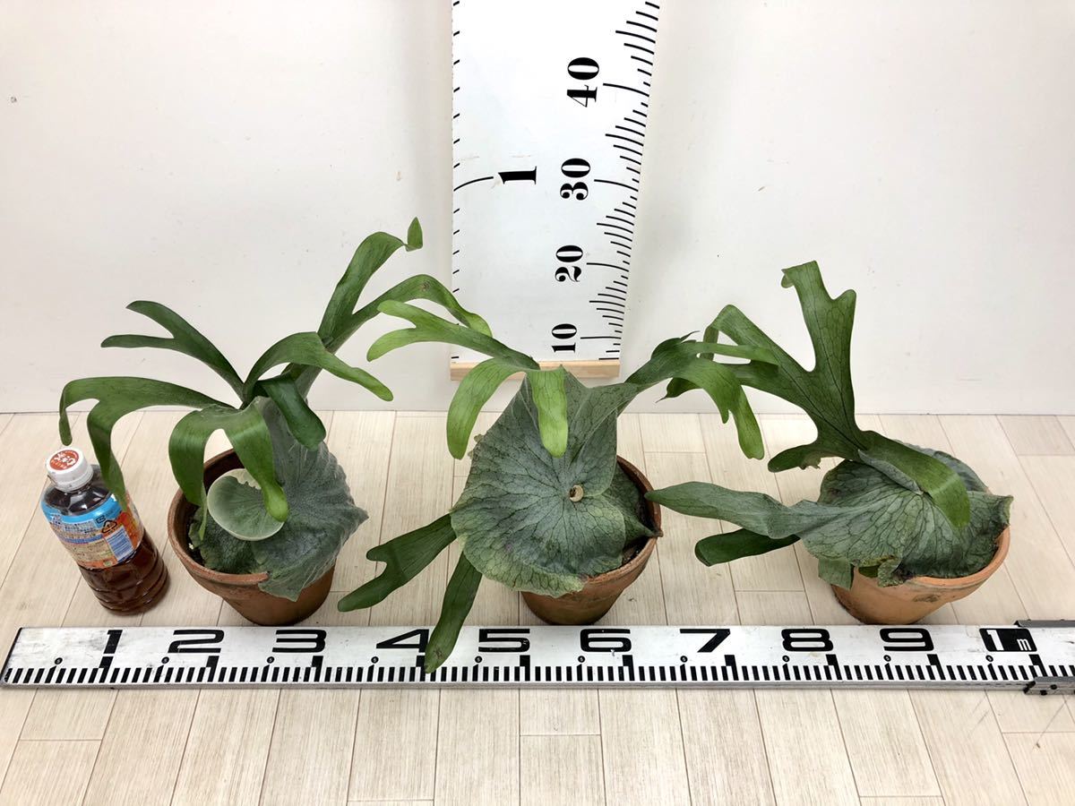 コウモリラン ビカクシダ グランデ 3鉢セット 5号 現品販売 送料無料 の落札情報詳細 ヤフオク落札価格情報 オークフリー スマートフォン版