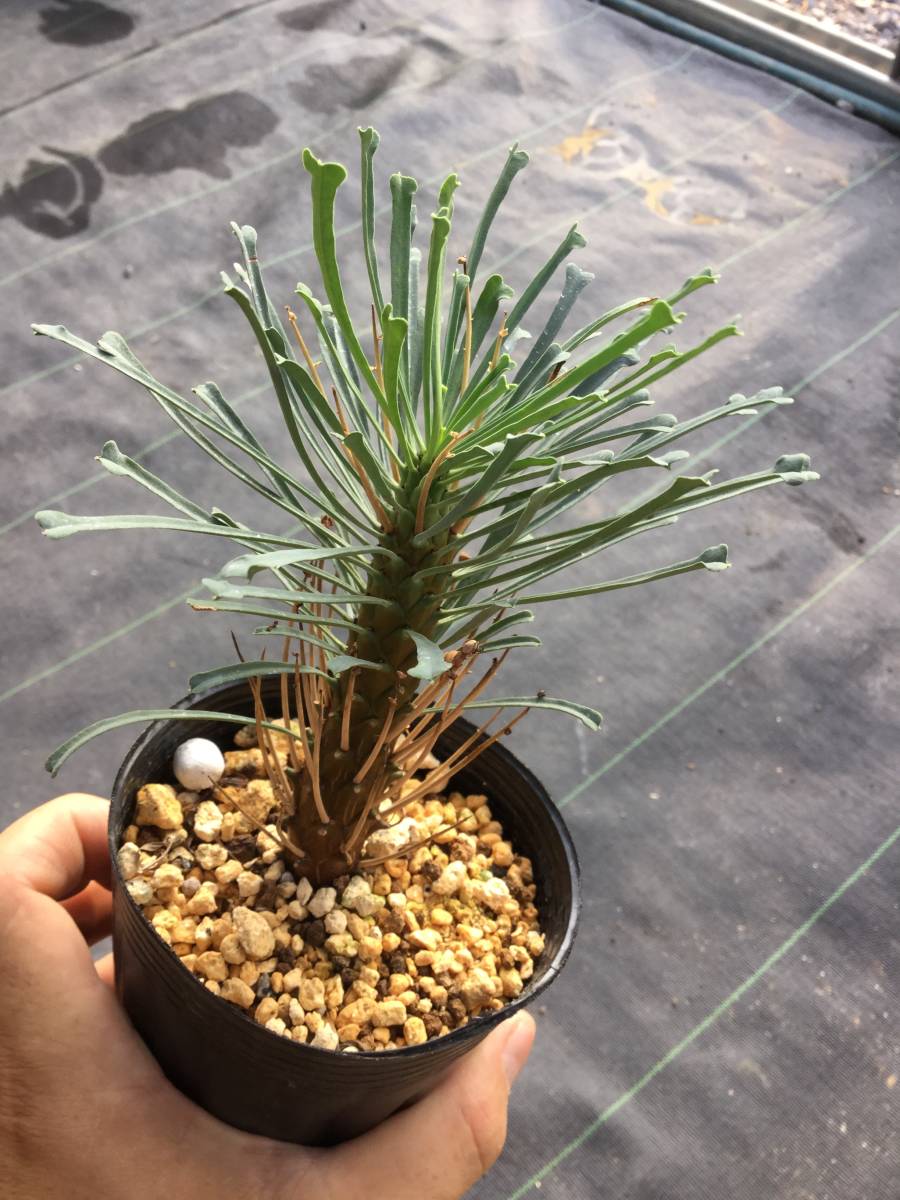 ユーフォルビア　ムルチフォリア 　No.004　鉢、送料込　メルカリ便 セール】ユーフォルビア ムルチフォリア No.004 鉢、送料込 メルカリ便