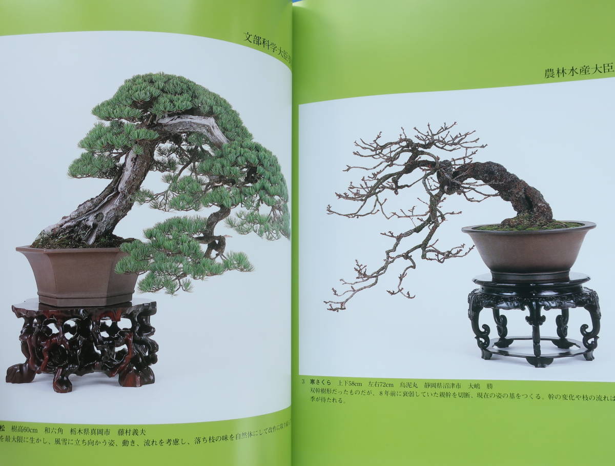 盆栽 赤松 上下58cm （第28回 日本盆栽作風展 2003年/入賞作品図録版 