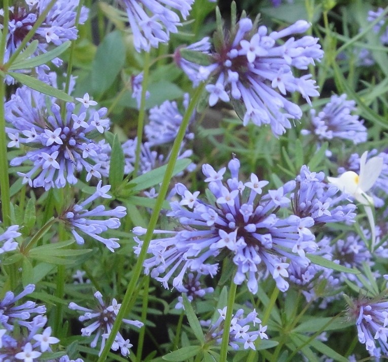 秋 春蒔き アスペルラ オリエンタリス タマクルマバソウ 種 30粒 Autos Honda Com Pe