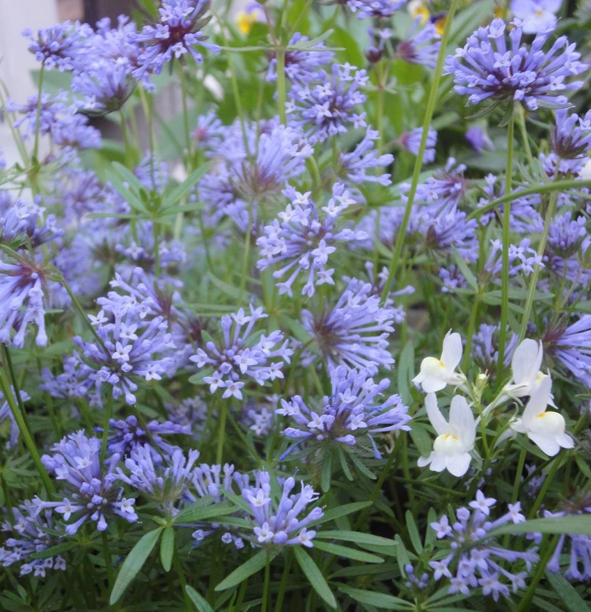 秋 春蒔き アスペルラ オリエンタリス タマクルマバソウ 種 30粒 Autos Honda Com Pe