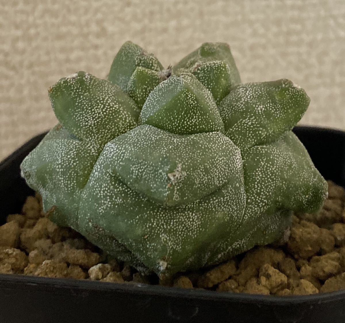 新品 多肉植物 サボテン 亀甲ヘキラン 金平糖ヘキラン の落札情報詳細 ヤフオク落札価格情報 オークフリー スマートフォン版