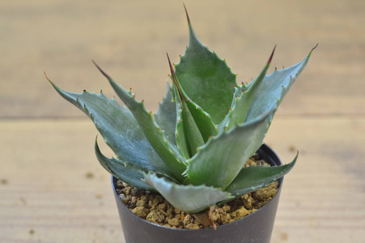 アガベ Sp マグニフィカ 輸入種子実生 の落札情報詳細 ヤフオク落札価格情報 オークフリー